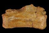 Fossil Dinosaur Caudal Vertebra - Morocco #144822-2